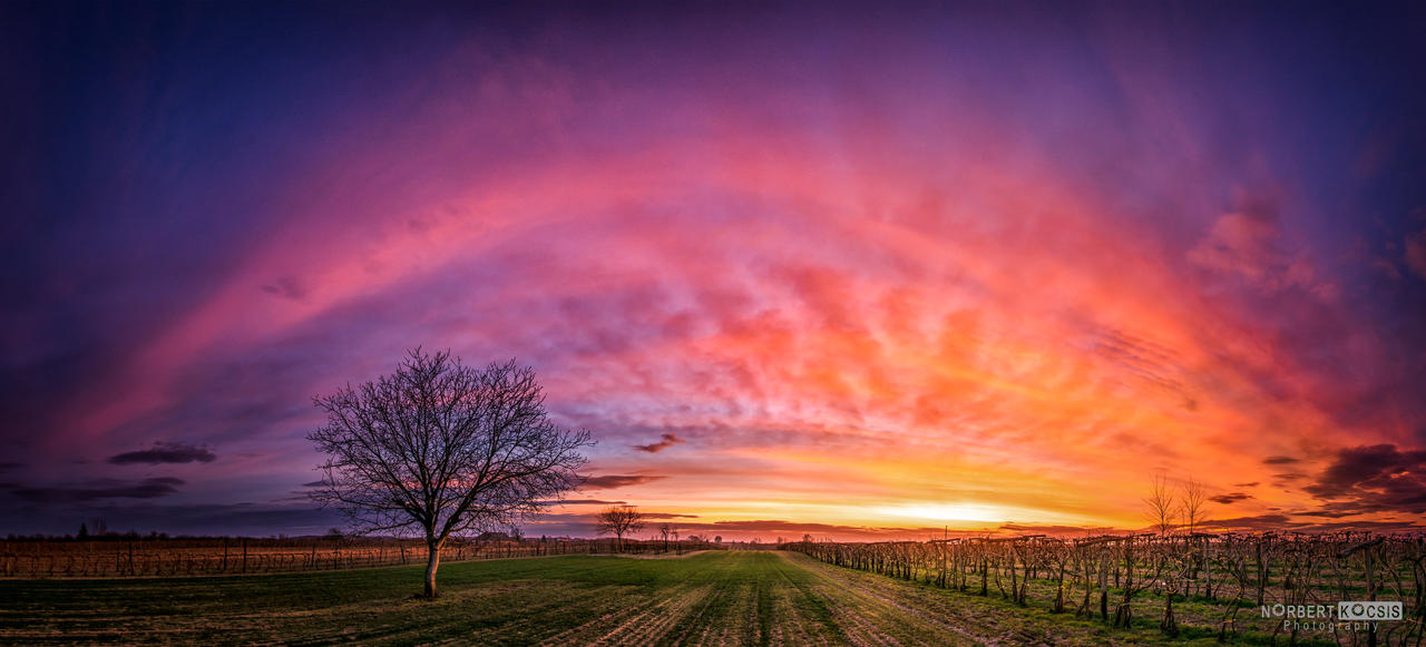 A sunset with grapes