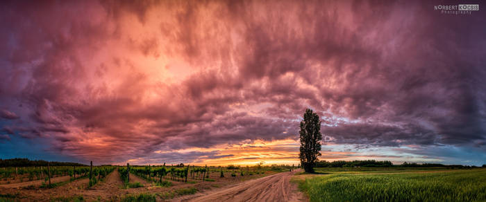 Cloud into pink