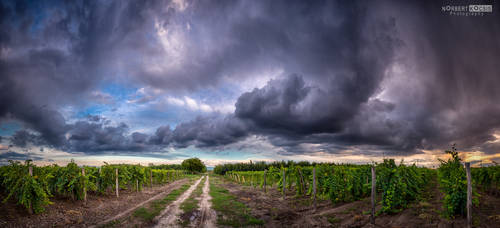 Harvest rain by NorbertKocsis