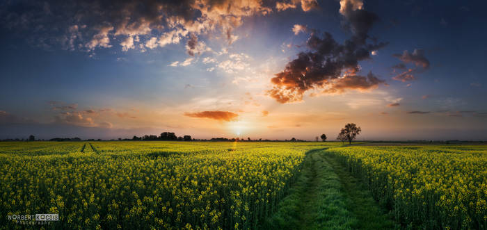 Sunrise over the colza field