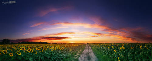 Sunflower by NorbertKocsis