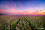 Purple poppy blossoms field at sunset