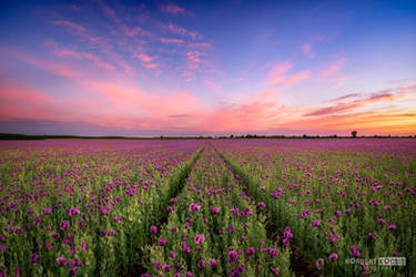 Purple poppy blossoms field at sunset