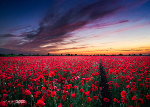 Sunset poppy field