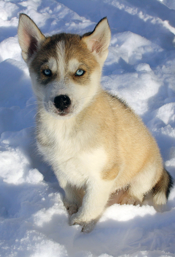 Siberian husky puppy portrait