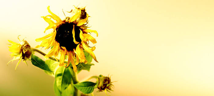 dead of sunflower