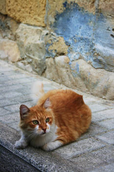 Street Cat