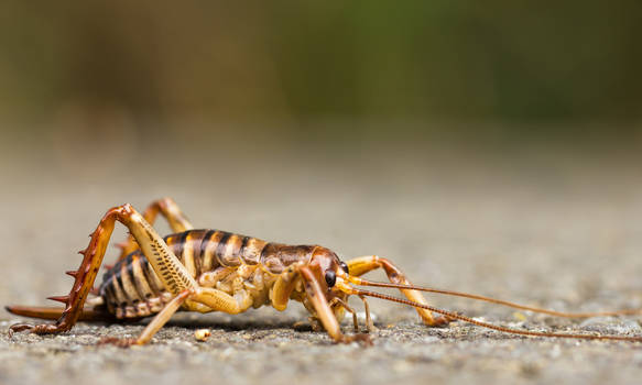 Urban Weta