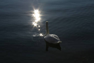 Swan and the sun