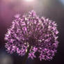 Allium