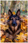 autumn fun by C-o-r