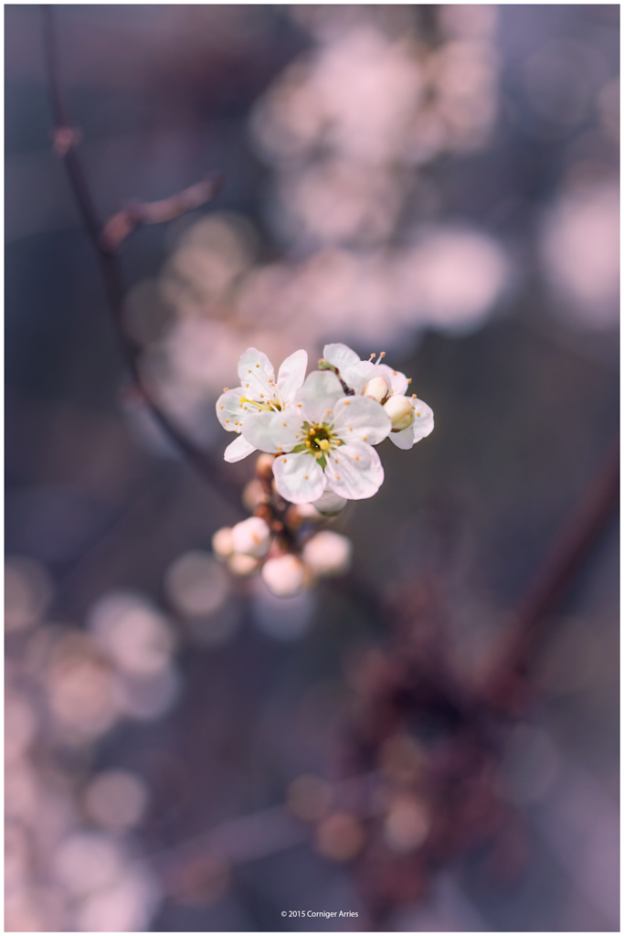 blossoming-III