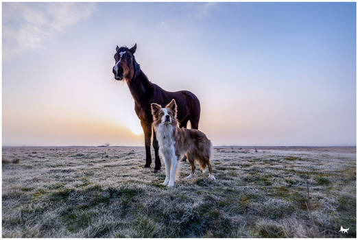 horse and dog