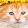 F2U | cat page decor