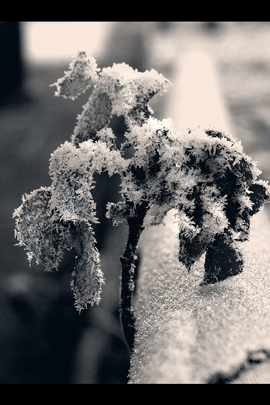 monochrome crystals