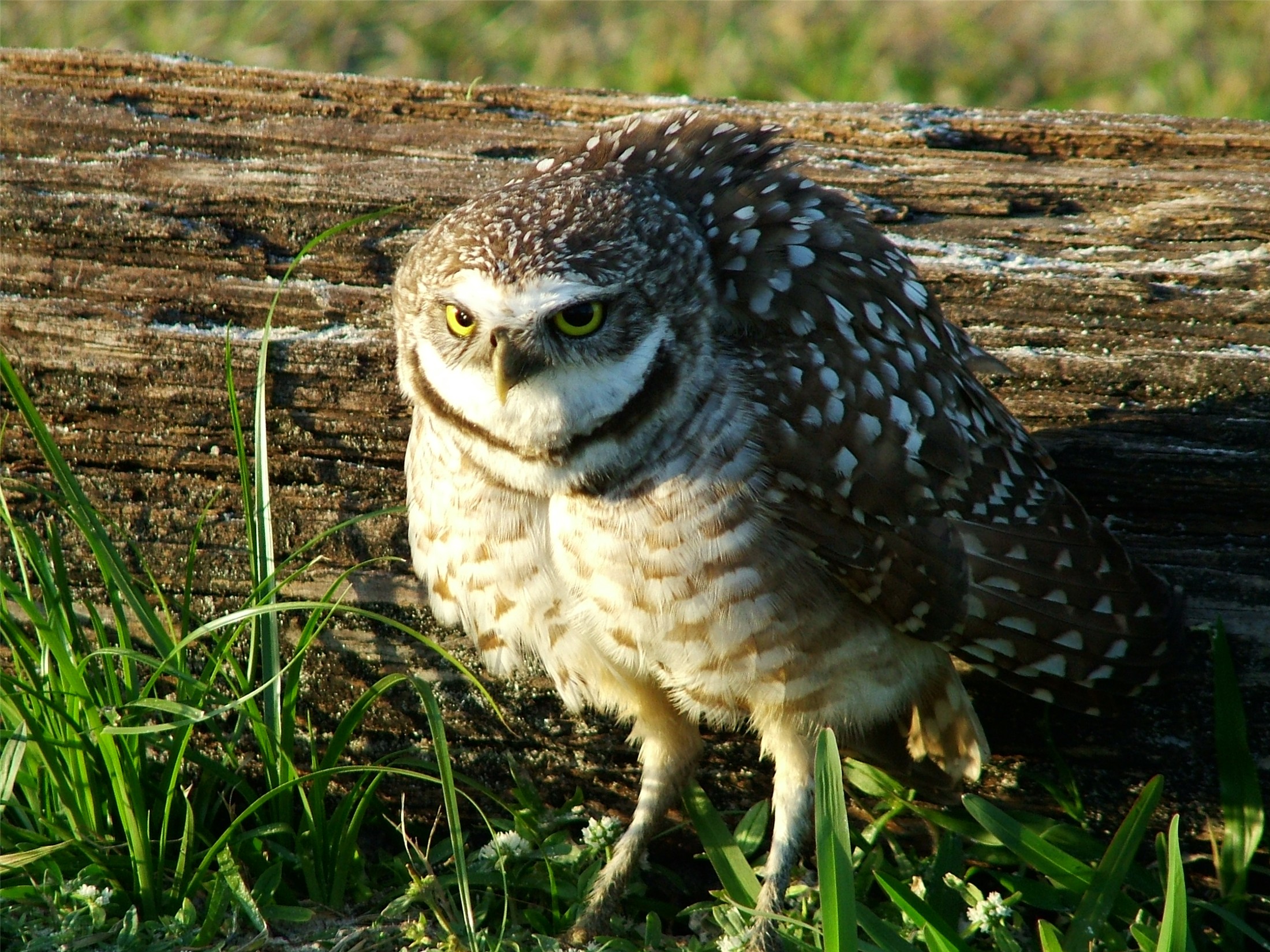 U talkin ta' me -burrowing owl