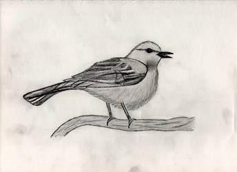 Mockingbird