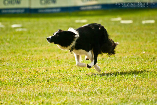 Dog Frisbee