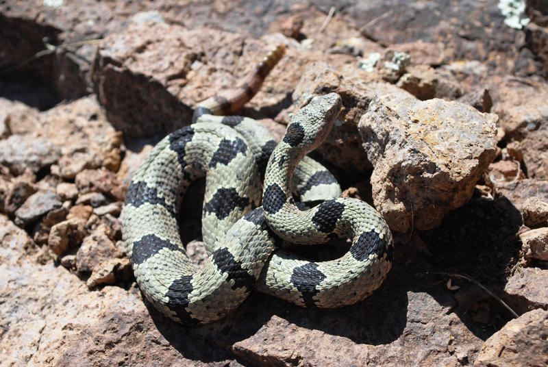 Patternless Rock Rattlesnake Mottled Rock Rattlesnake by abikeOdyssey on DeviantArt