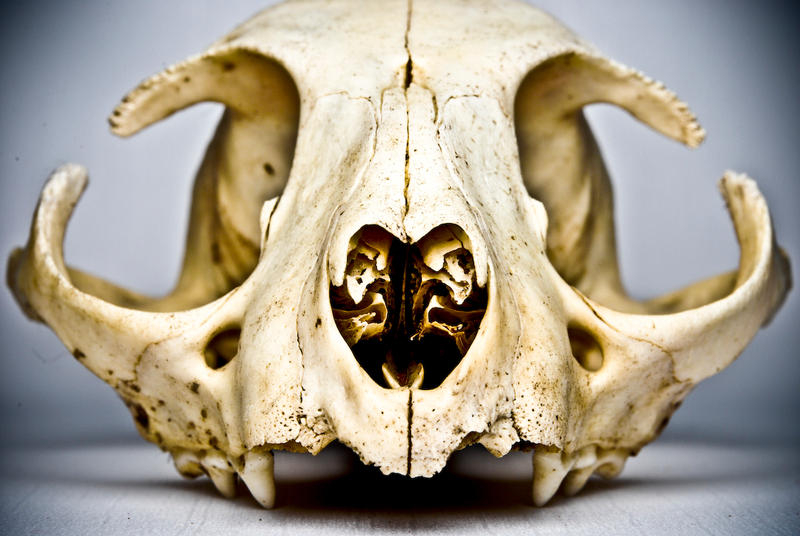 Cat Skull by abikeOdyssey