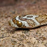 Lyre Snake closeup