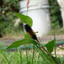 Wooly Bear caterpillar