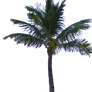 Palm Tree Tube Stock PNG
