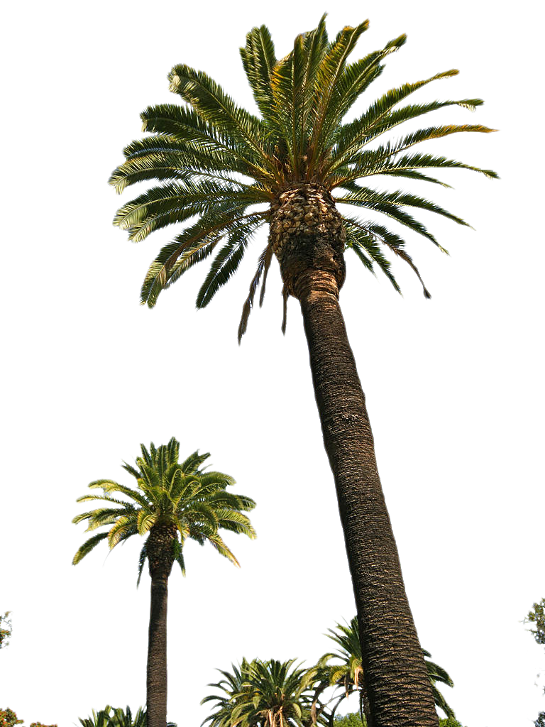 Palm Tree Tube Stock II PNG