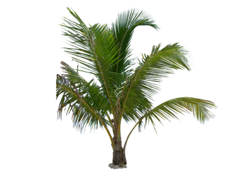 Palm Tree Tube Stock III PNG