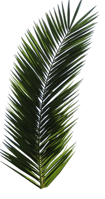 Palm Tree Tube Stock VI PNG