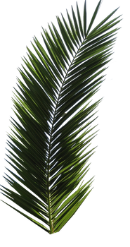 Palm Tree Tube Stock VI PNG