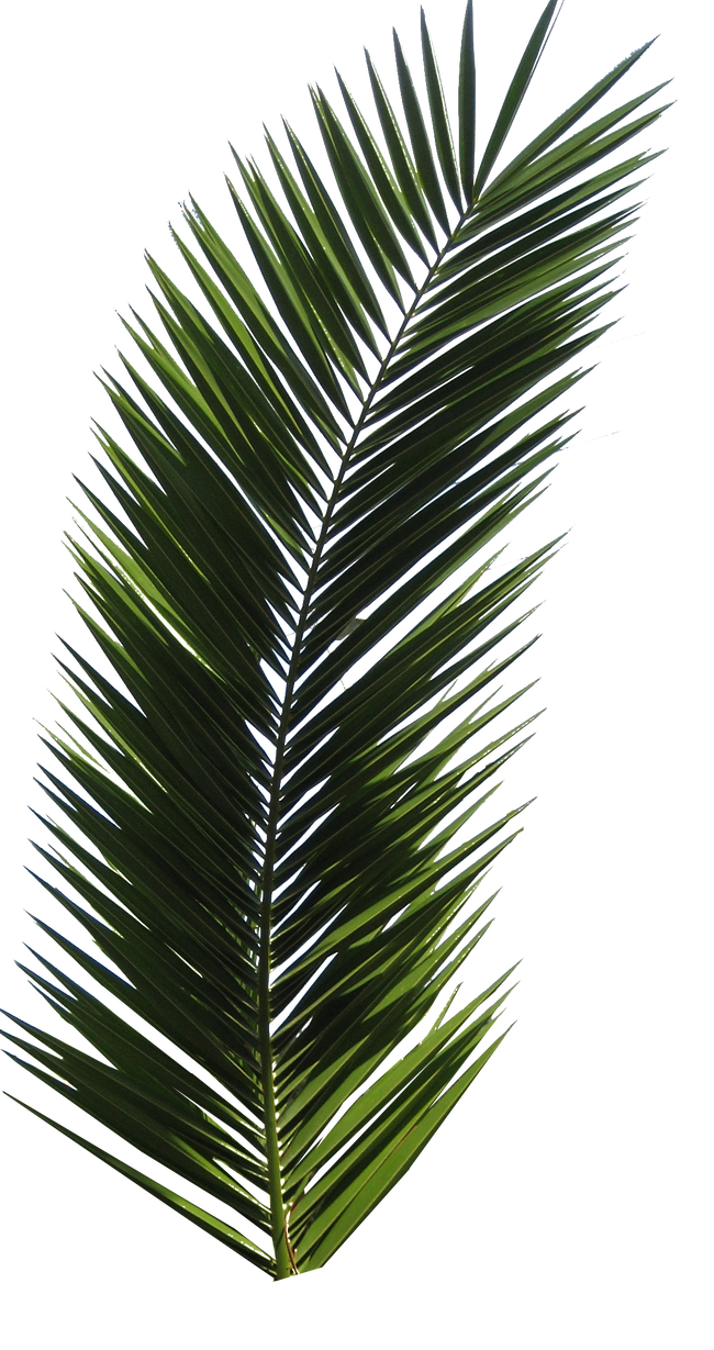 Palm Tree Tube Stock VI PNG