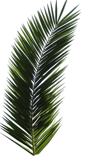 Palm Tree Tube Stock VI PNG