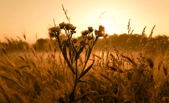 Fields of rising sun