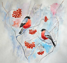 Bullfinches