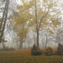 Foggy  morning  in  Ivano - Frankivsk  City
