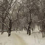 Winter  in  Ivano - Frankivsk  City