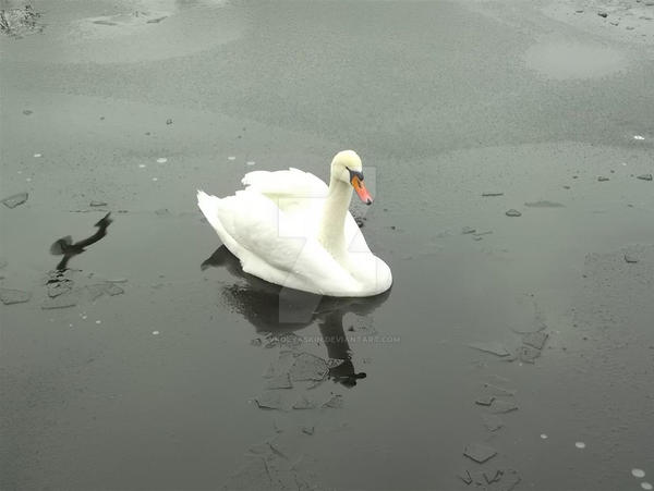 Слушать белый лебедь волгоградская. Лебеди фон. Белый лебедь на пруду. Белый лебедь на пруду песня. Лебеди на Байкале.