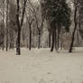 Winter  in  Ivano - Frankivsk  City