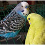 3 budgies