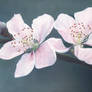 Cherry blossom - Oil painting