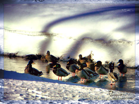 Little family of ducks