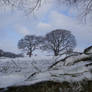 snow in the trees