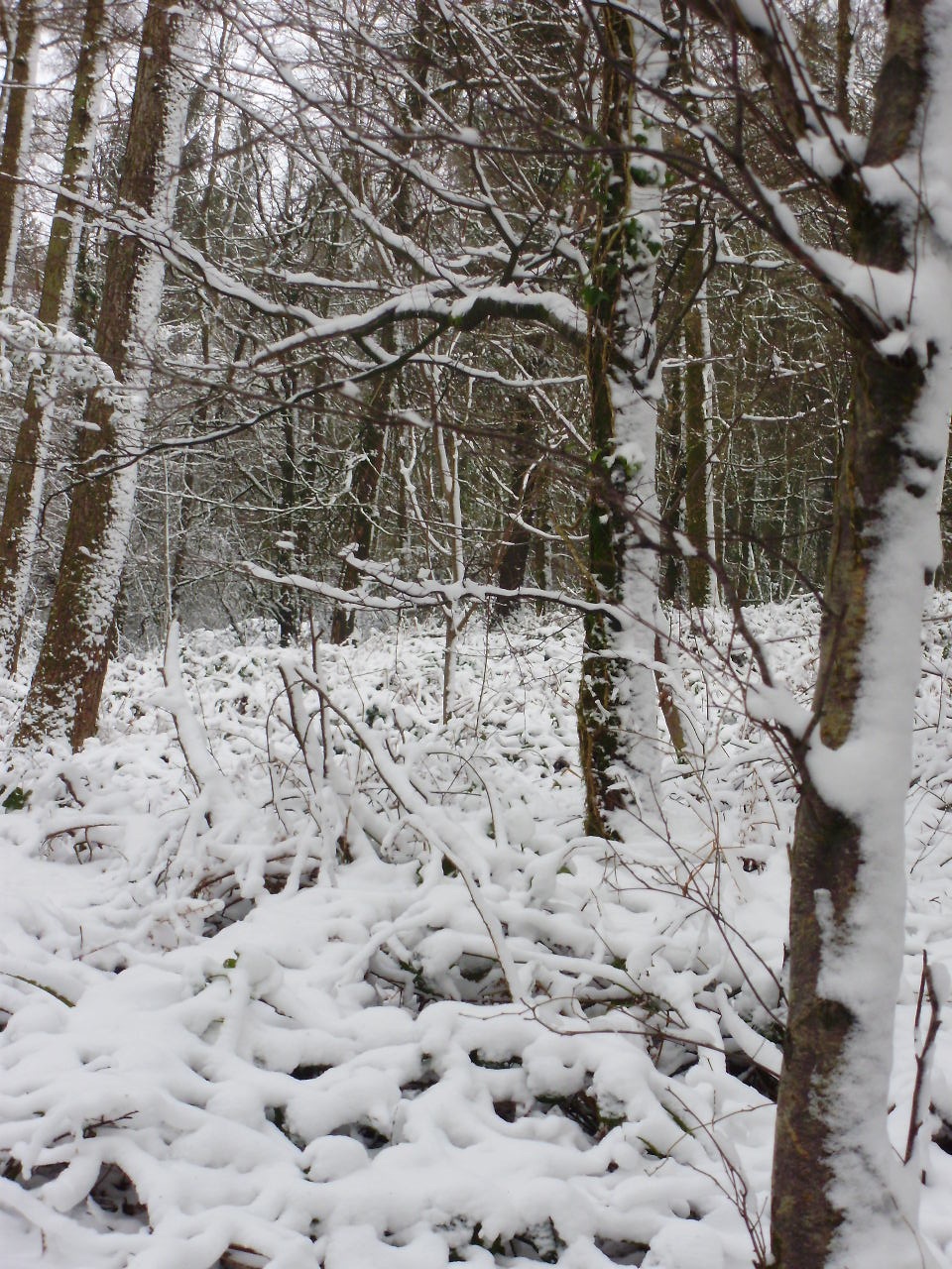 snow forest