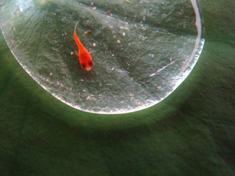 The red fish in the glowing water drop.
