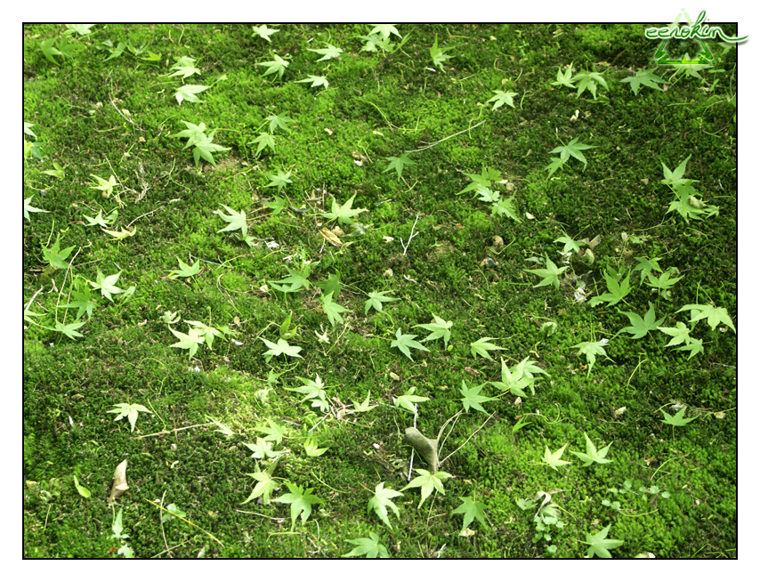 maple leaves on their bed