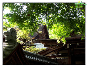 a forest of roofs