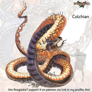 Rosgladia: Colchian color revision