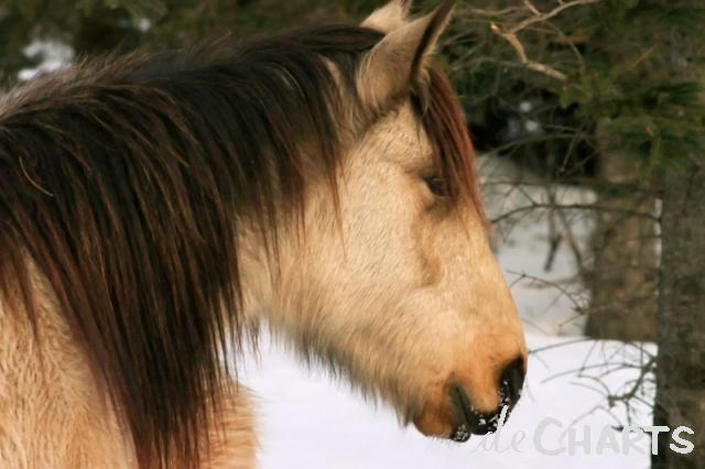 Cute fuzzy horse by ponyporb on DeviantArt