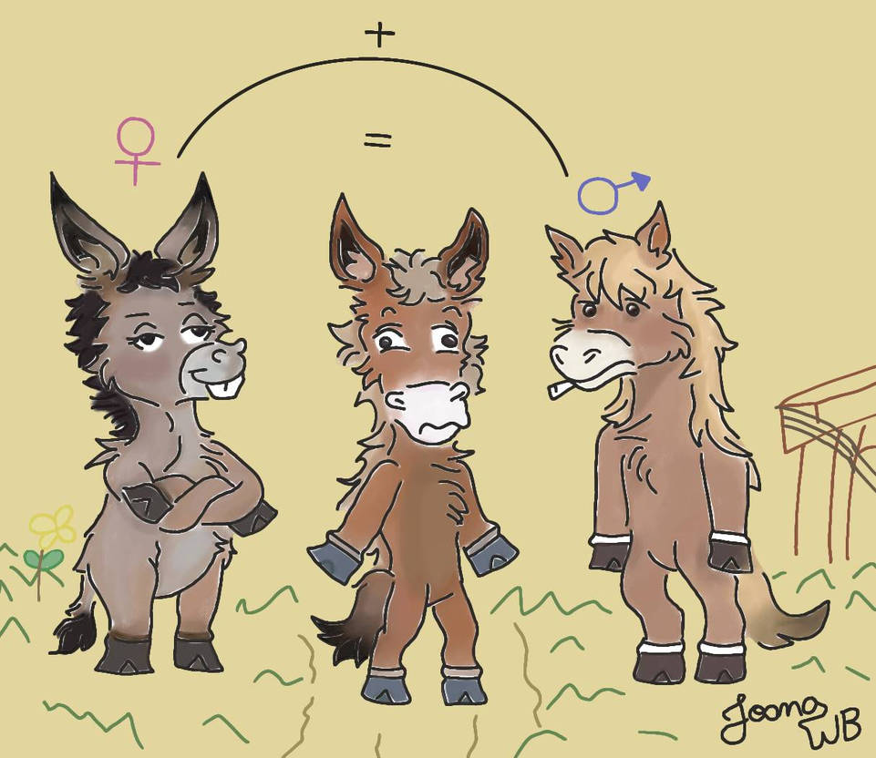 Le Hinny (Hybrid animal) by JoanaWB on DeviantArt